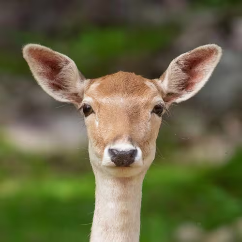 A headshot of a deer looking directly at the camera.